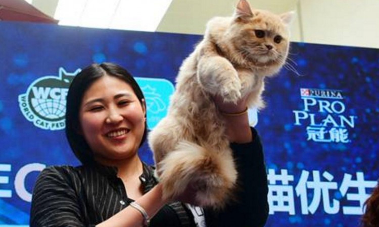 郑州上演猫咪选美大赛！身价最高宠物猫主人10万不卖