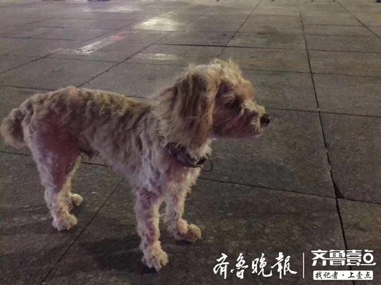 情报站｜现实版忠犬八公！烟台流浪小泰迪原地苦等主人半月