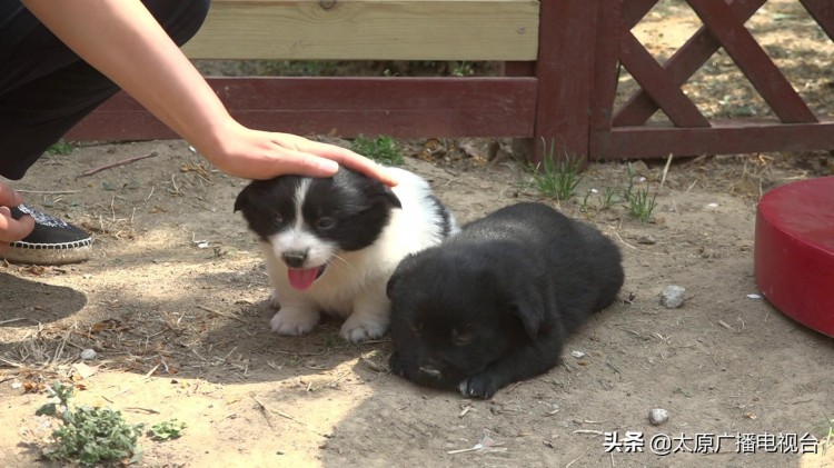 适合的才是最好的！太原：宠物消费趋于理性行业发展更加健康