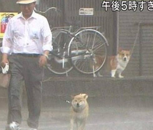 下雨天铲屎官给狗狗的自制雨衣也真是够骚