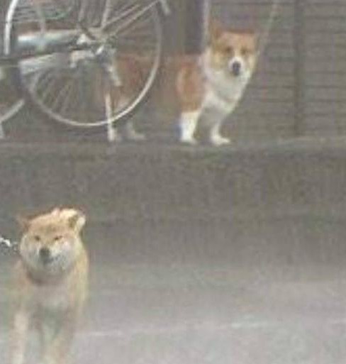 下雨天铲屎官给狗狗的自制雨衣也真是够骚