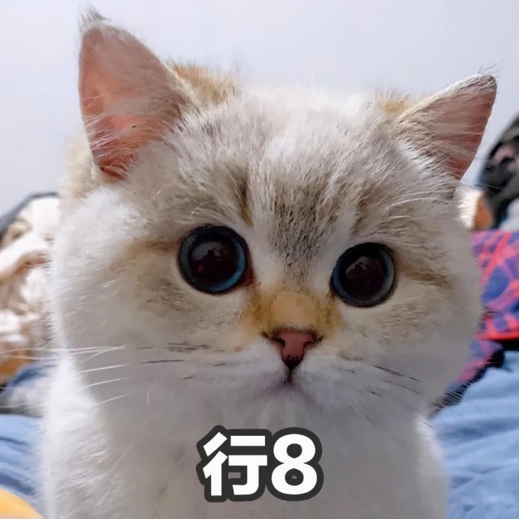 让主子长寿的5个小秘诀！猫猫：请让我陪你再久一点吧