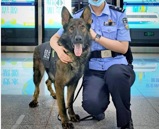 地铁里的警犬有多可爱狗子：我不想上班