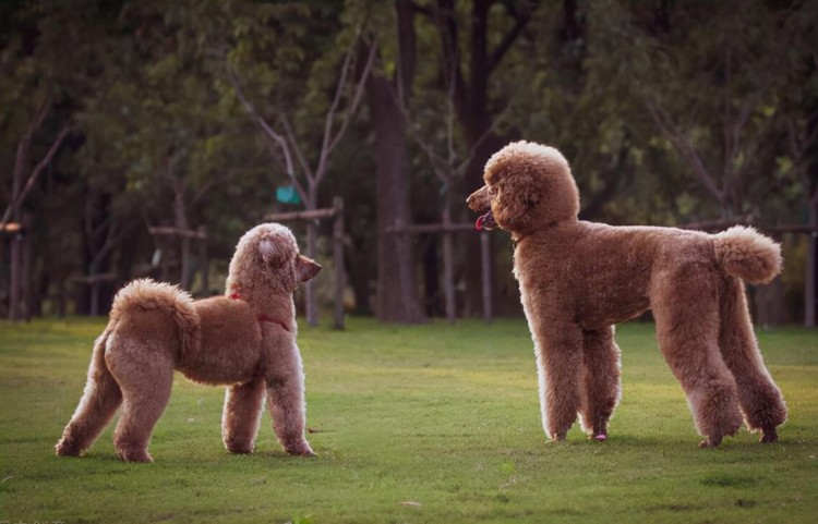 巨型贵宾犬吃什么狗粮好？