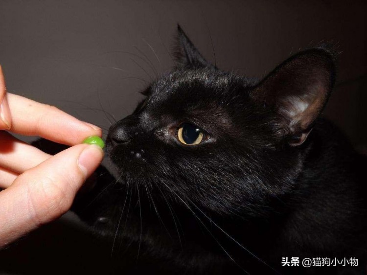 注意！这几种蔬菜给猫猫吃是在害它