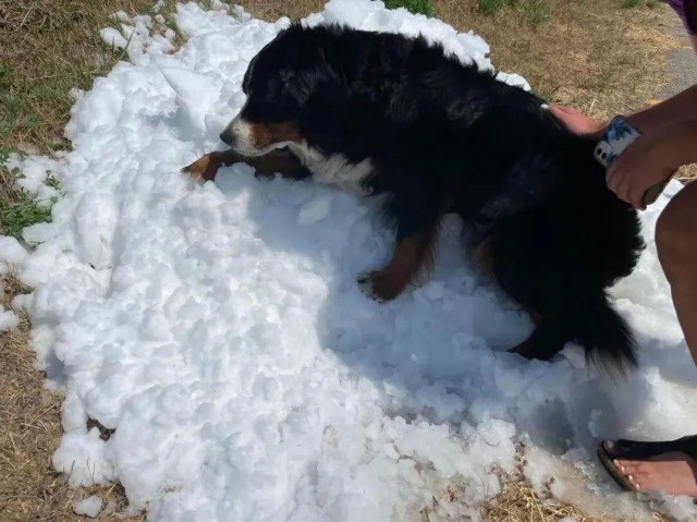 在夏天为狗狗下了一场雪这个故事感动了无数网友