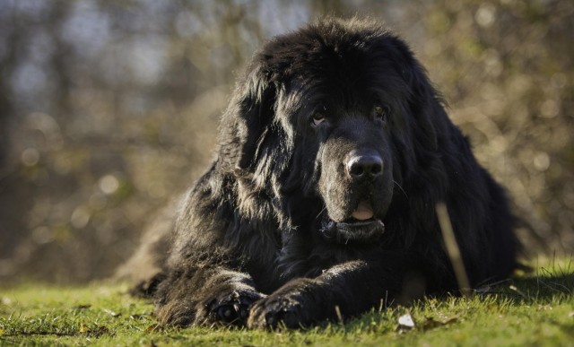 超大型犬当中的憨厚犬种来自纽芬兰的纽芬兰犬它们是怎样的狗