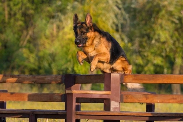 德国牧羊犬：智商第三的代表值得你去了解的养犬知识