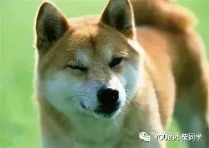 柴犬到底长什么样外貌特征及生活习性