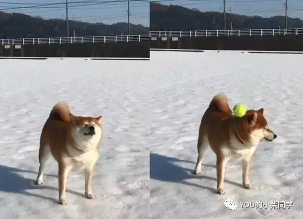 怎样训练柴犬捡玩具